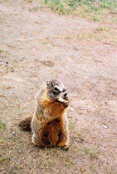 Yellow Bellied Marmot