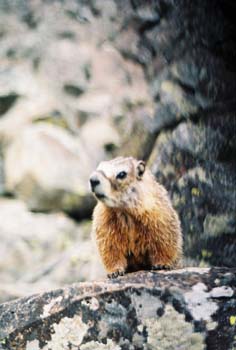 Yellow Bellied Marmot